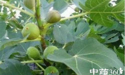 无花果叶治疗白癜风的方法有哪些最好_无花