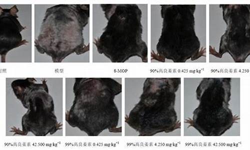 小鼠皮肤黏膜颜色_白癜风样小鼠皮肤脱色模型研究进展与思考